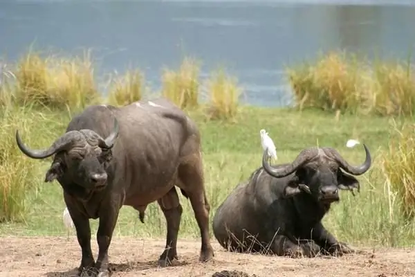 Chisarira National Park