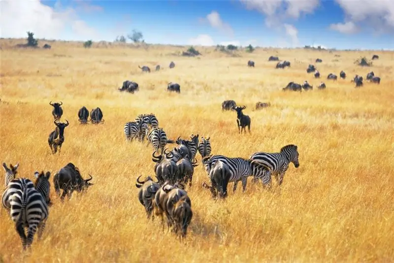 duab: National Parks ntawm Tanzania