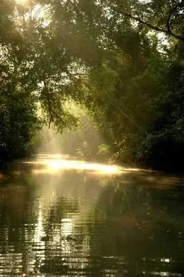 Sundarban Mangrove Forest