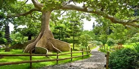 Jardí Botànic Nacional